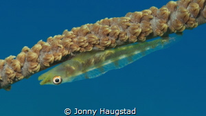 Whip coral Goby by Jonny Haugstad 